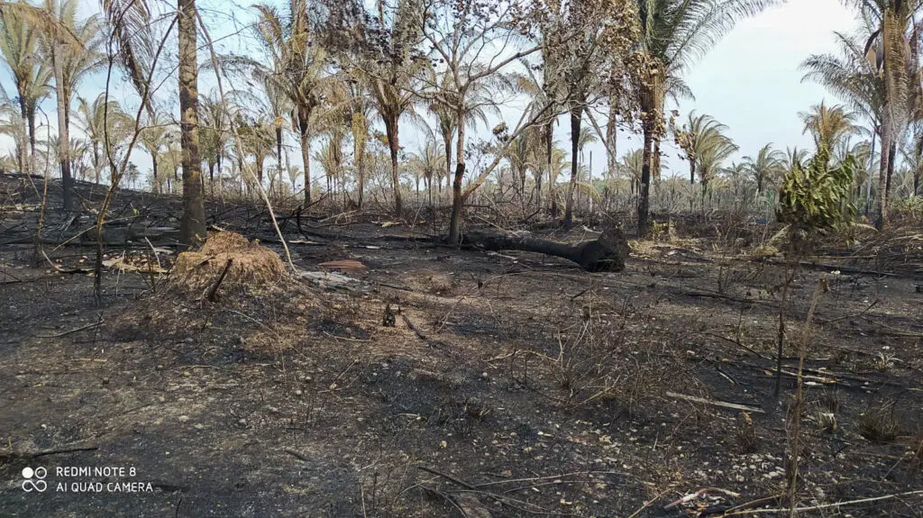Vestígios da área quilombola atacada em 2022. Foto: 